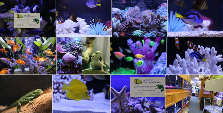 Photos from Aquatic Environments